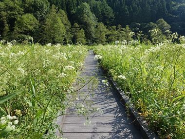 親海湿原